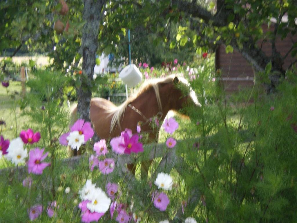 Le Trot'In Chair Bed and Breakfast Martigny-le-Comte Buitenkant foto